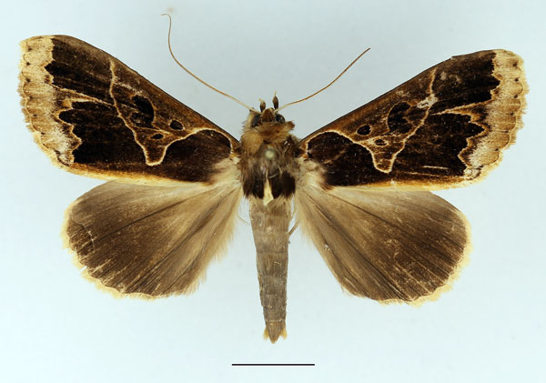 /filer/webapps/moths/media/images/C/conflua_Euminucia_AM_Basquin_01.jpg
