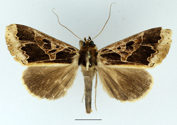 /filer/webapps/moths/media/images/C/conflua_Euminucia_AM_Basquin_02.jpg