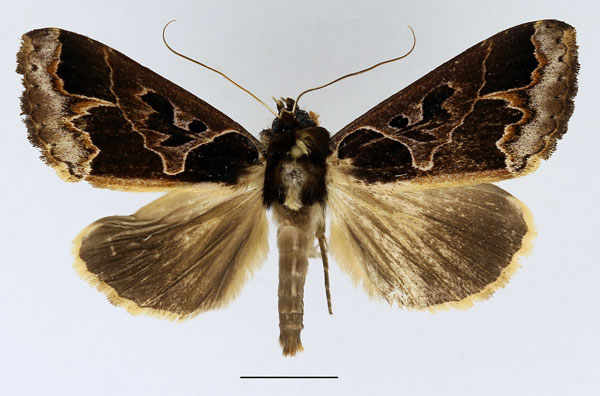 /filer/webapps/moths/media/images/C/conflua_Euminucia_AM_Basquin_03.jpg