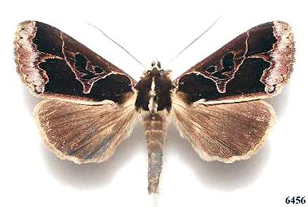 /filer/webapps/moths/media/images/C/conflua_Euminucia_AM_Legrain.jpg