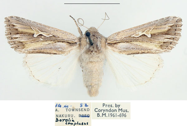 /filer/webapps/moths/media/images/C/confluens_Dicerogastra_AF_BMNH.jpg