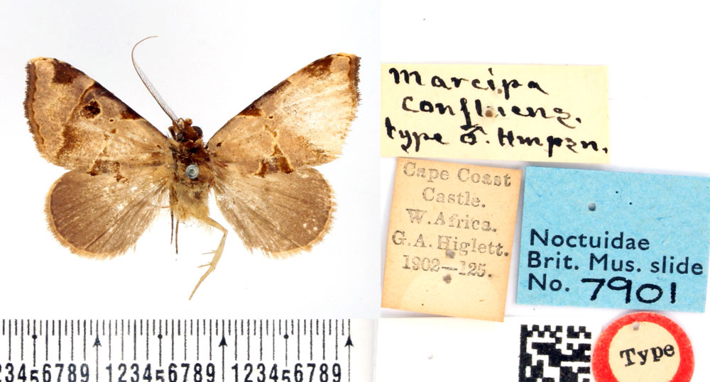 /filer/webapps/moths/media/images/C/confluens_Marcipa_LT_BMNH.jpg
