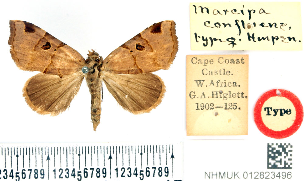 /filer/webapps/moths/media/images/C/confluens_Marcipa_PLT_BMNH.jpg