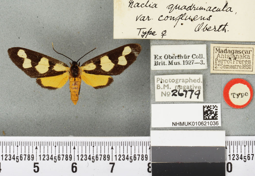 /filer/webapps/moths/media/images/C/confluens_Naclia_HT_BMNHa.jpg
