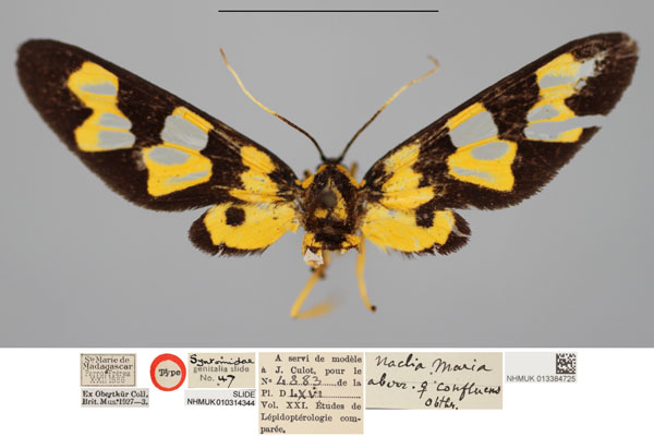 /filer/webapps/moths/media/images/C/confluens_Naclia_HT_NHMUKa.jpg