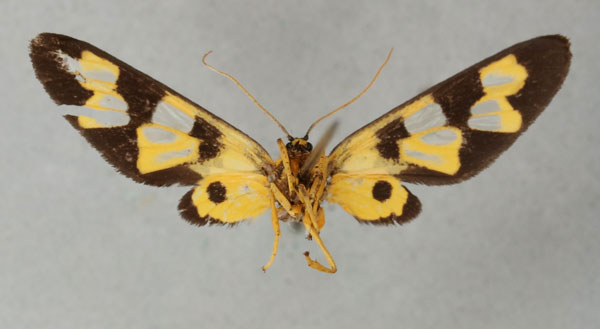 /filer/webapps/moths/media/images/C/confluens_Naclia_HT_NHMUKb.jpg
