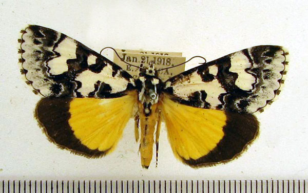 /filer/webapps/moths/media/images/C/confluens_Paraegocera_A_HDOU_02.jpg