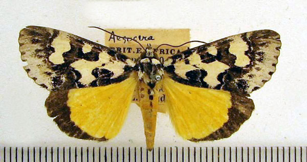 /filer/webapps/moths/media/images/C/confluens_Paraegocera_A_HDOU_03.jpg
