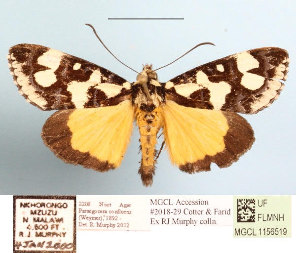 /filer/webapps/moths/media/images/C/confluens_Paraegocera_A_MGCLa_01.JPG