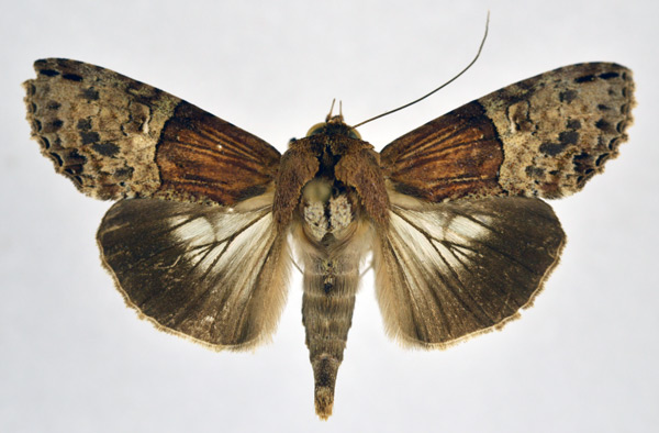 /filer/webapps/moths/media/images/C/confluens_Stictoptera_AM_NHMO.jpg