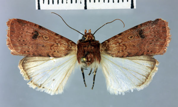 /filer/webapps/moths/media/images/C/confluxa_Amazonides_AF_MNHN.jpg