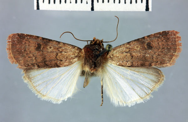 /filer/webapps/moths/media/images/C/confluxa_Amazonides_AM_MNHN.jpg