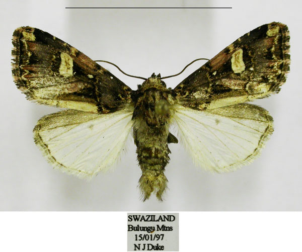 /filer/webapps/moths/media/images/C/conformis_Odontestra_AM_TMSA.jpg