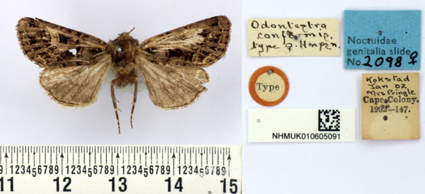 /filer/webapps/moths/media/images/C/conformis_Odontestra_HT_BMNH.jpg
