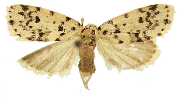 /filer/webapps/moths/media/images/C/conformis_Siccia_AF_BMNH.jpg
