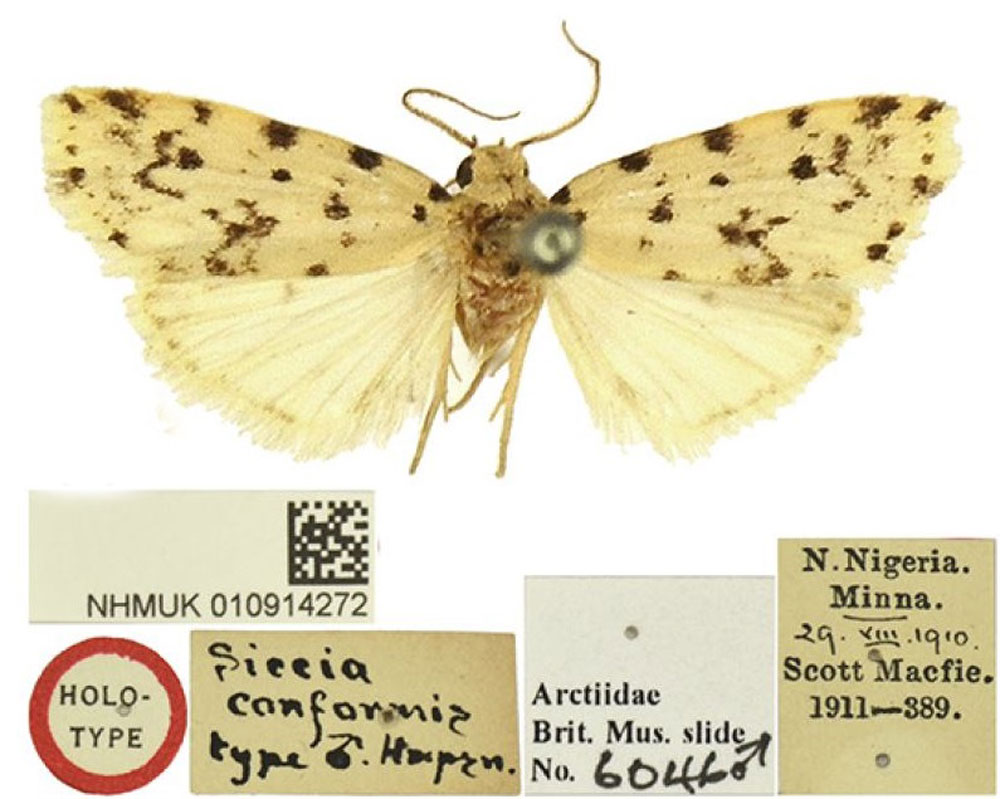 /filer/webapps/moths/media/images/C/conformis_Siccia_HT_BMNH.jpg