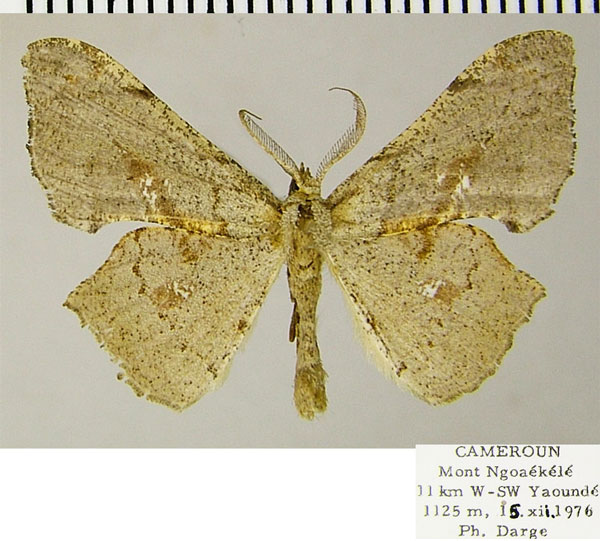 /filer/webapps/moths/media/images/C/conformis_Xenimpia_AM_ZSMa.jpg
