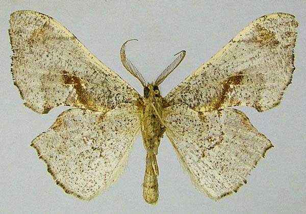 /filer/webapps/moths/media/images/C/conformis_Xenimpia_AM_ZSMb.jpg