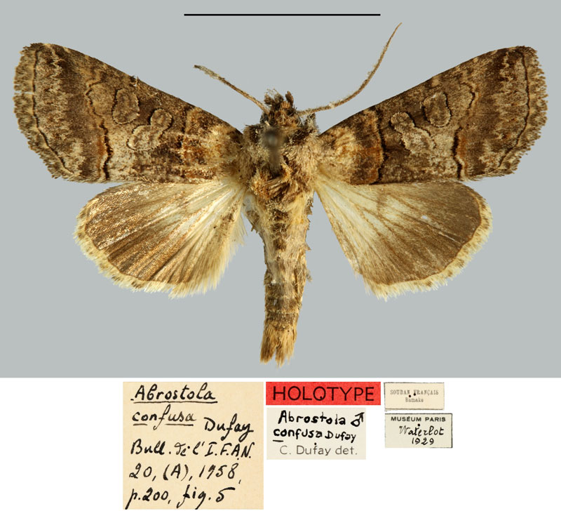 /filer/webapps/moths/media/images/C/confusa_Abrostola_HT_MNHN.jpg