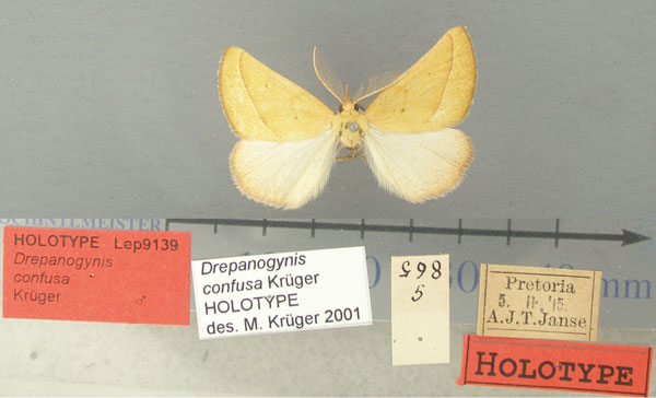 /filer/webapps/moths/media/images/C/confusa_Drepanogynis_HT_TMSA.jpg