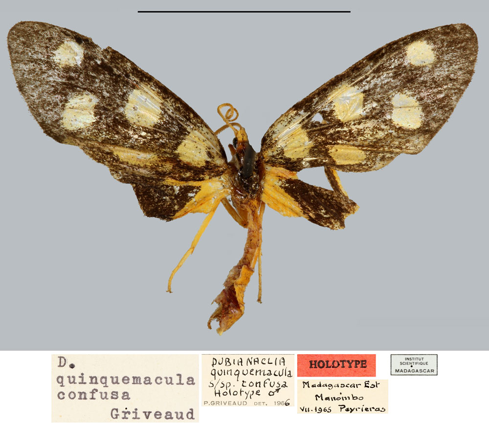 /filer/webapps/moths/media/images/C/confusa_Dubianaclia_HT_MNHN.jpg