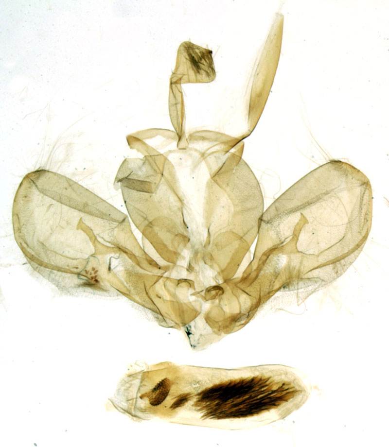 /filer/webapps/moths/media/images/C/confusa_Eutamsia_GMHT_MNHN_530.jpg