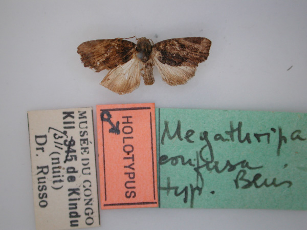 /filer/webapps/moths/media/images/C/confusa_Holothripa_HT_RMCA_01.jpg
