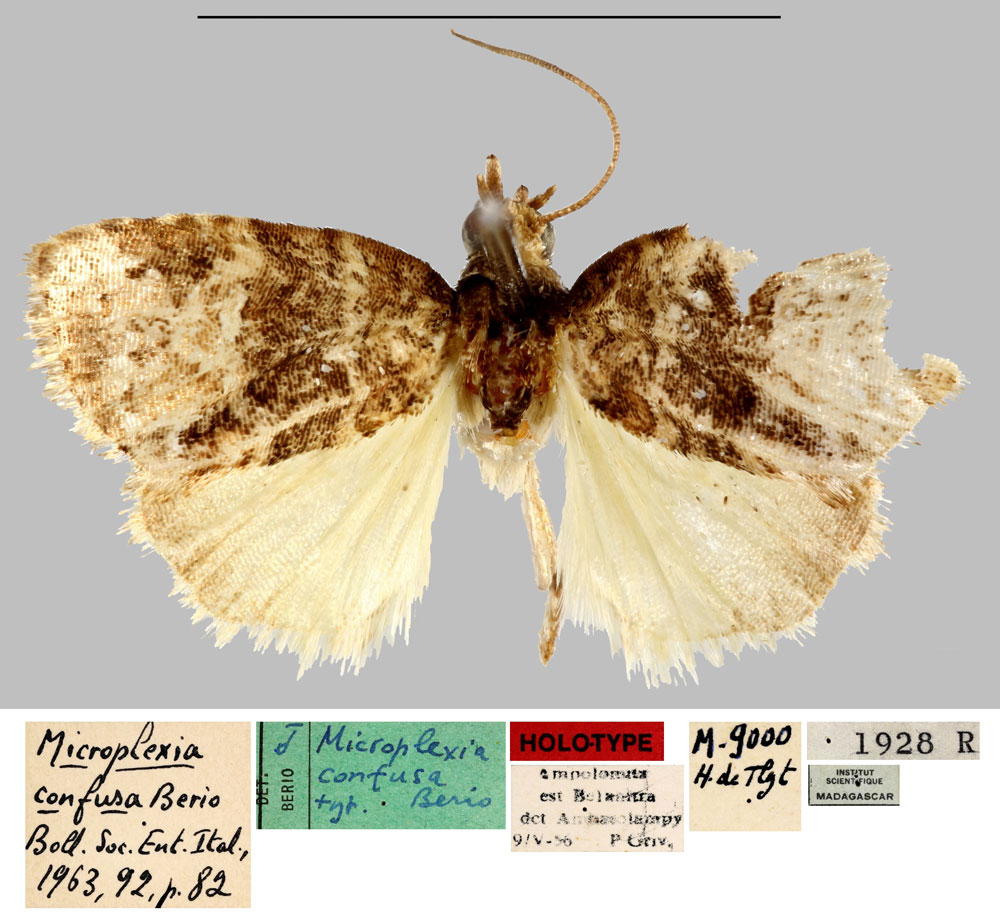 /filer/webapps/moths/media/images/C/confusa_Microplexia_HT_MNHN.jpg