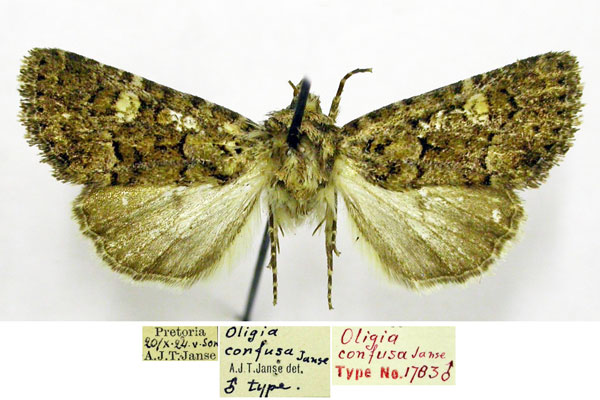 /filer/webapps/moths/media/images/C/confusa_Oligia_HT_TMSA.jpg