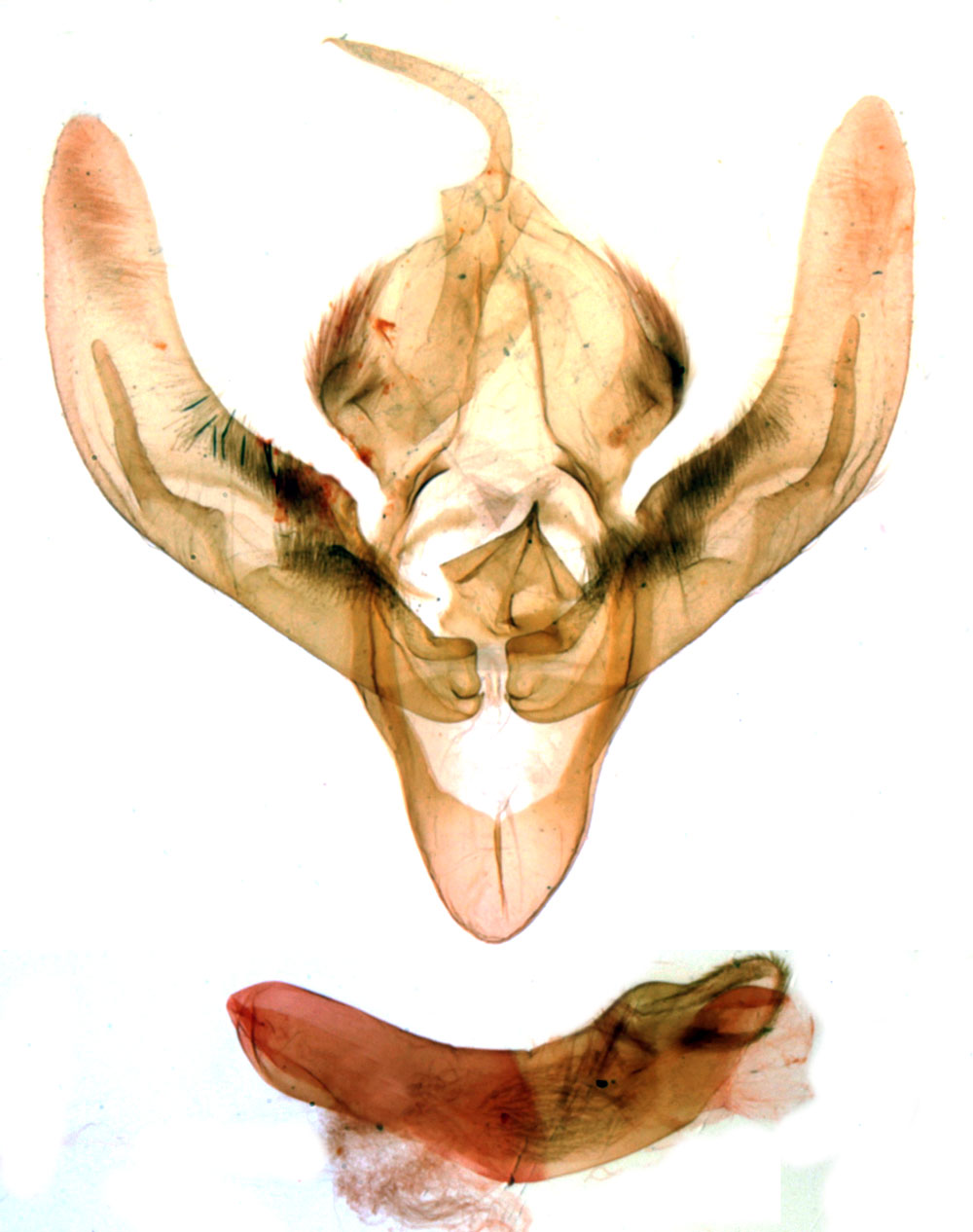 /filer/webapps/moths/media/images/C/confusa_Plusiophaes_GMHT_MNHN_284.jpg