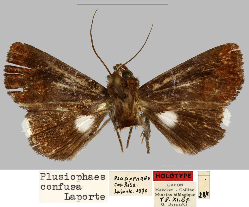 /filer/webapps/moths/media/images/C/confusa_Plusiophaes_HT_MNHN.jpg