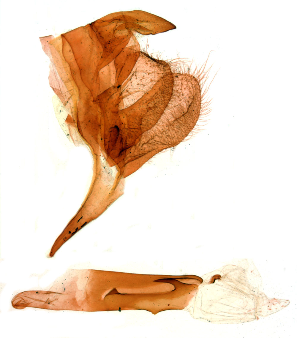 /filer/webapps/moths/media/images/C/confusa_Rivotra_GMHT_MNHN_592.jpg