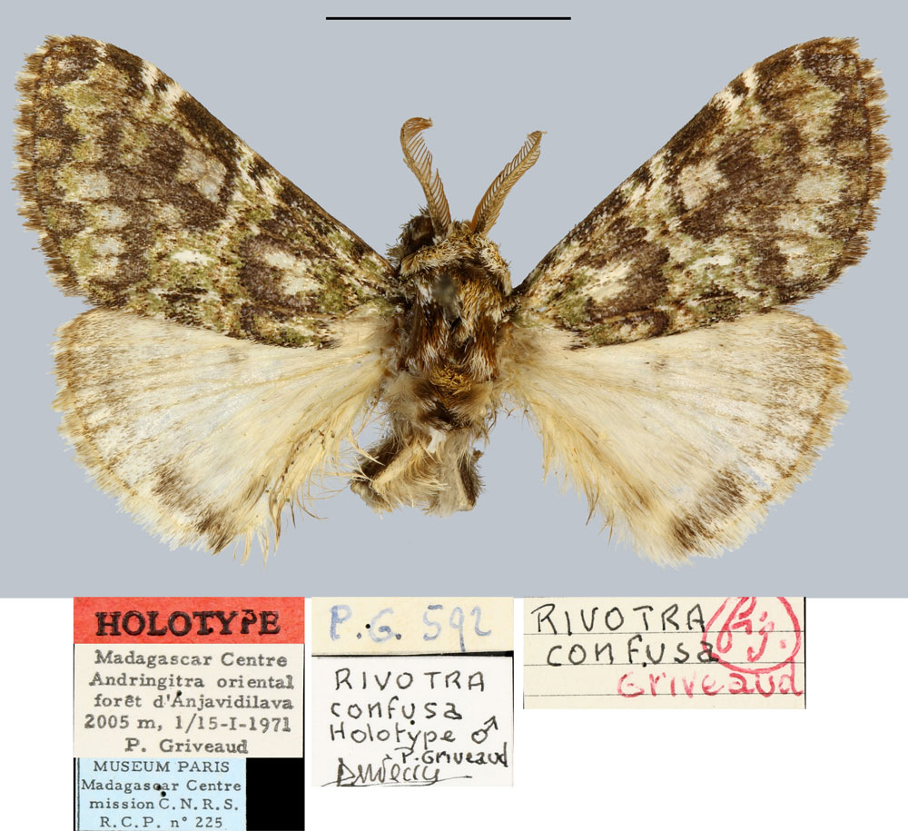 /filer/webapps/moths/media/images/C/confusa_Rivotra_HT_MNHN.jpg