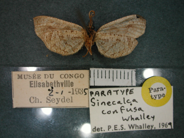 /filer/webapps/moths/media/images/C/confusa_Sinecalca_PT_RMCA_02.jpg