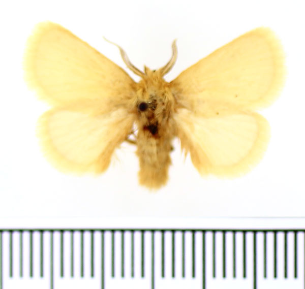 /filer/webapps/moths/media/images/C/confusa_Xanthopteryx_AM_BMNH.jpg