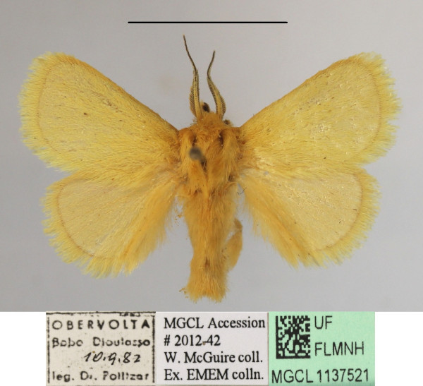 /filer/webapps/moths/media/images/C/confusa_Xanthopteryx_A_MGCLa_01.JPG