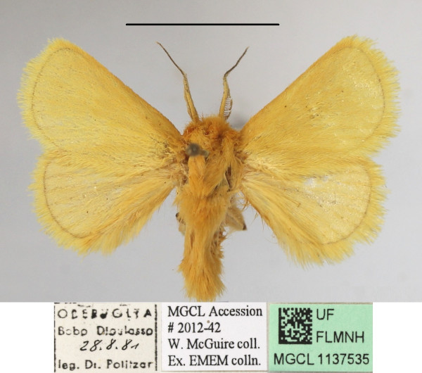 /filer/webapps/moths/media/images/C/confusa_Xanthopteryx_A_MGCLa_02.JPG