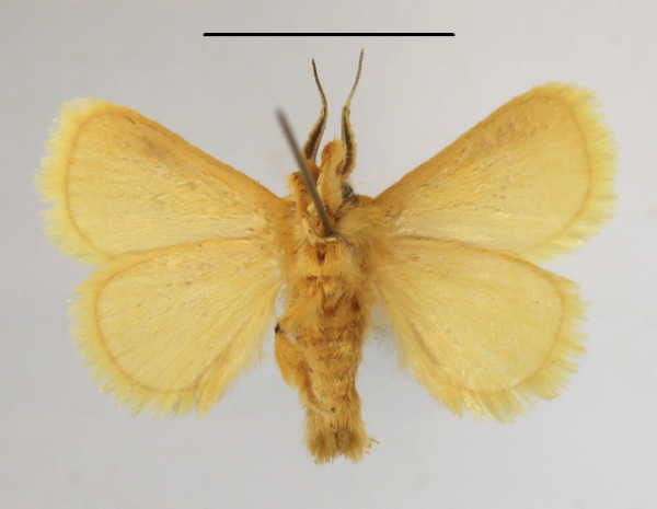 /filer/webapps/moths/media/images/C/confusa_Xanthopteryx_A_MGCLb_01.JPG