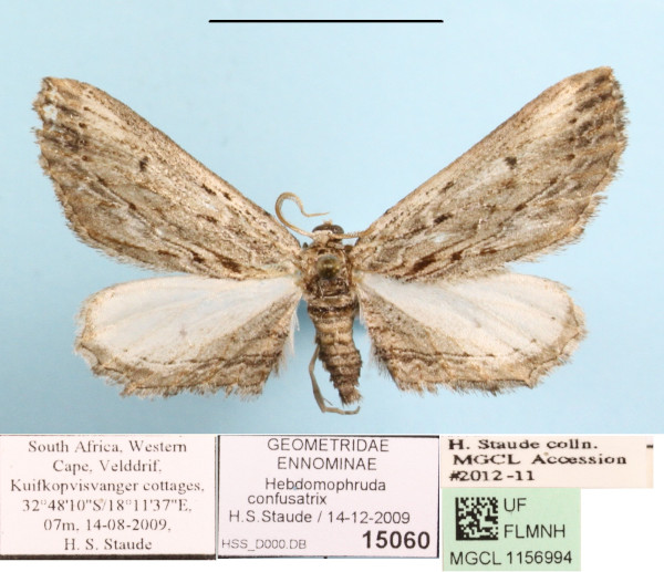 /filer/webapps/moths/media/images/C/confusatrix_Hebdomophruda_A_MGCLa_01.JPG
