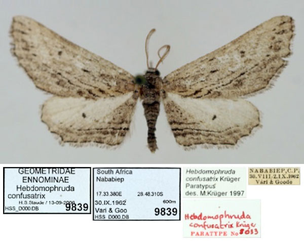 /filer/webapps/moths/media/images/C/confusatrix_Hebdomophruda_PTM_TMSA_01.jpg