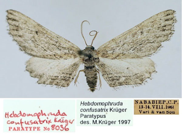 /filer/webapps/moths/media/images/C/confusatrix_Hebdomophruda_PTM_TMSA_02.jpg