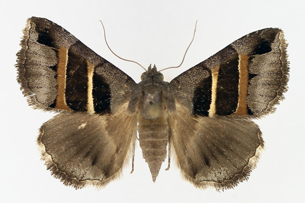 /filer/webapps/moths/media/images/C/congenita_Grammodes_AF_TMSA_01.jpg