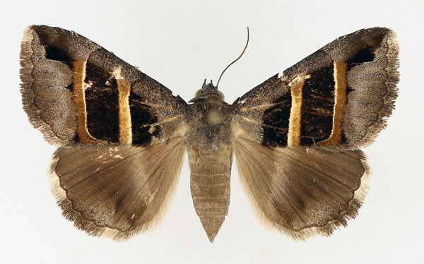 /filer/webapps/moths/media/images/C/congenita_Grammodes_AF_TMSA_02.jpg