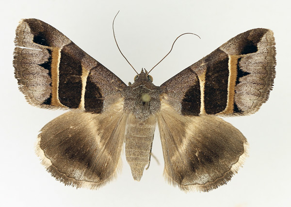 /filer/webapps/moths/media/images/C/congenita_Grammodes_AM_TMSA_01.jpg