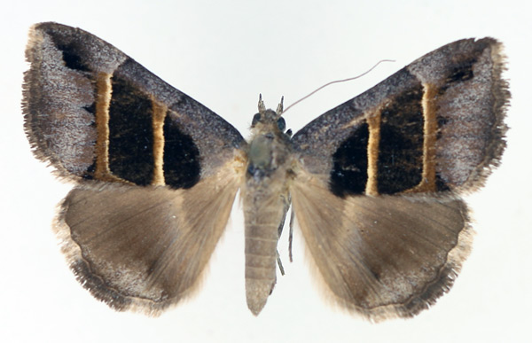 /filer/webapps/moths/media/images/C/congenita_Grammodes_AM_TMSA_02.jpg