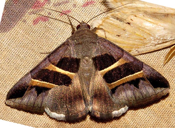 /filer/webapps/moths/media/images/C/congenita_Grammodes_A_Braun_09.jpg