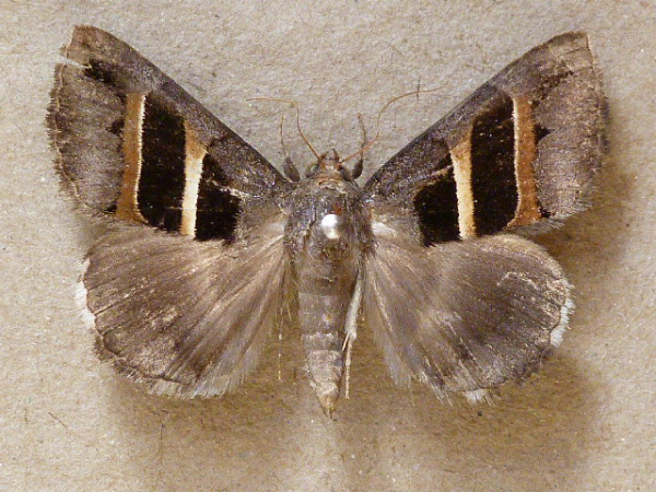 /filer/webapps/moths/media/images/C/congenita_Grammodes_A_Butler.jpg