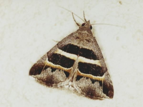 /filer/webapps/moths/media/images/C/congenita_Grammodes_A_Roland.jpg