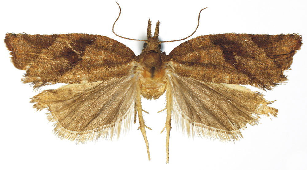 /filer/webapps/moths/media/images/C/congenita_Pandemis_HT_RMCA.jpg