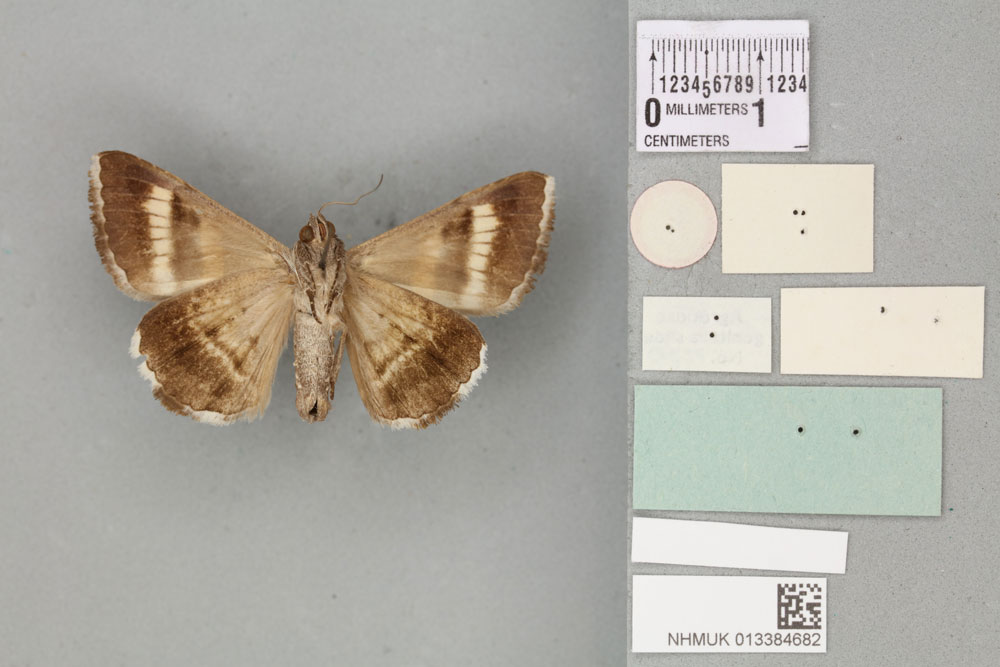 /filer/webapps/moths/media/images/C/congesta_Grammodes_HT_BMNHb.jpg